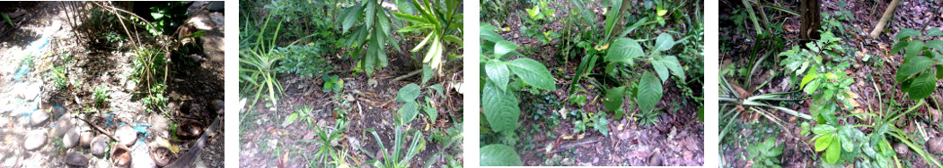 Imags of locations in tropical backyard where ginger has
        just been planted