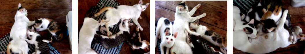 Images of cat with neqrly grown up
        kittens