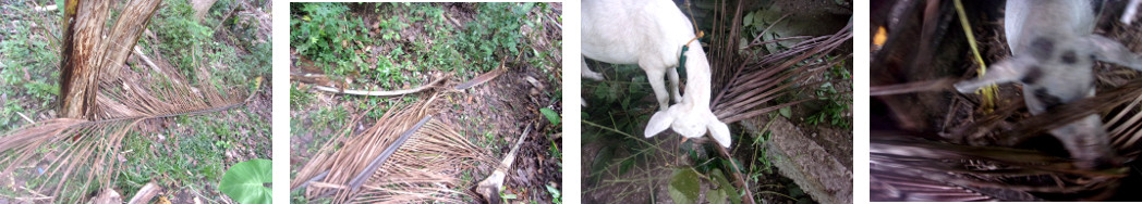 Imges of fallen coconut branch chopped
        up nd fed to animals