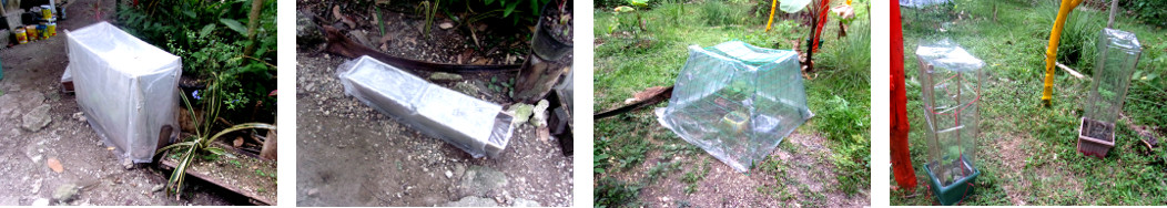 Images of mini-greenhouses in tropical backyard