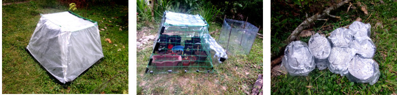 Imags of mini-greenhouses in tropical bckyard