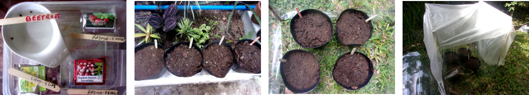 Imagws mof seeds sown in pots in
        tropical backyard mini-greenhouse