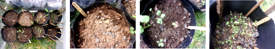 Imags mof seedlings in mini-greenhouse in tropical
        backyard