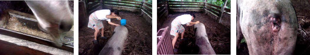 Images of ntropical backyard sow being
        treated for infected backside
