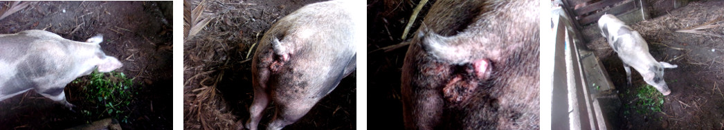 Images of tropical backyard sow with
        an infected backseide