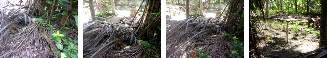 Imags of a neighbour's woodpile and
        garden