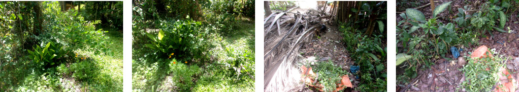 Images of tropical garden hedge
        improved by replanting garden trimmings