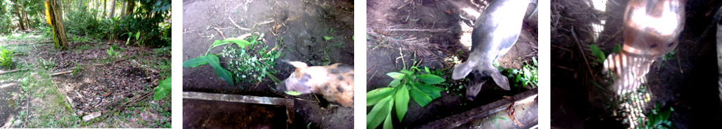 Images of tropical backyard garden
        patches cleared of weeds which are then fed top pigs