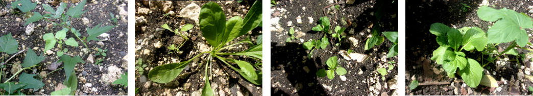 Images of young vegetable plants growing in tropical
        backyard garden