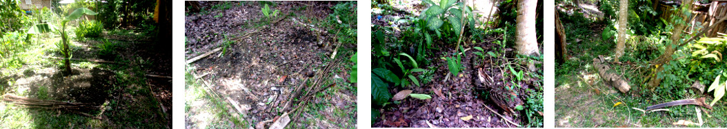 Images of an almost tidy tropical backyard garden