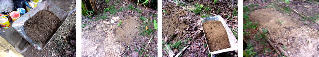 Images of Compost being put on trpical backyard garden
        patch