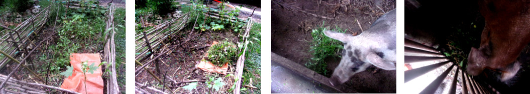 Images of tropical backyard garden patch cleared of
        weeds which are fed to pigs