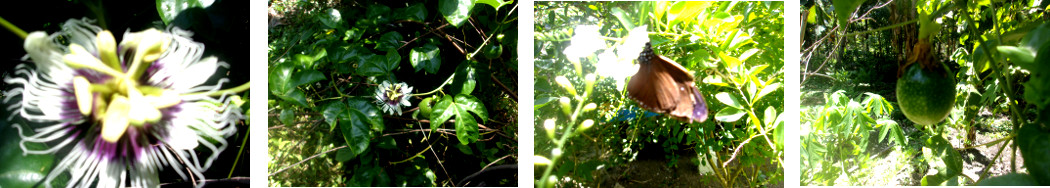 Images of Passion fruit and butterfly
        in a tropical backyard garden