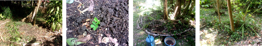 Images of tropical backyarde garden patches recently
        planted with peanuts, turmeric or garlic
