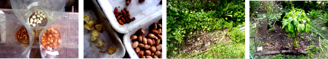 Images of Maize, Peanuts and Bush Beans planted in
        tropical backyard