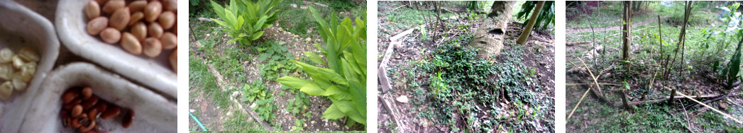 Imagws of locations in tropical
        backyard garden where peanuts, Bush Beans or maize have been
        planted