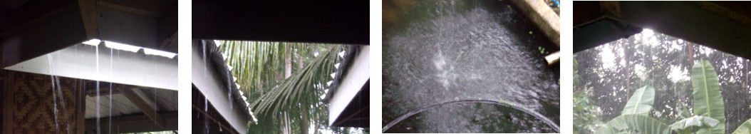 Images of rain in tropical backyard