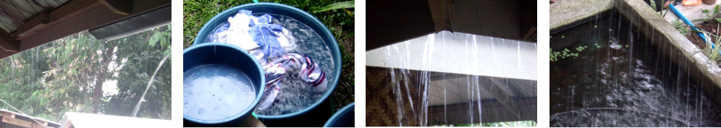 Images of afternoon rain in a tropical
        backyard