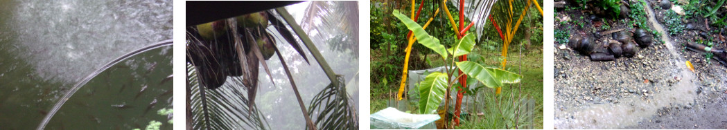 Images of rain in tropical backyard