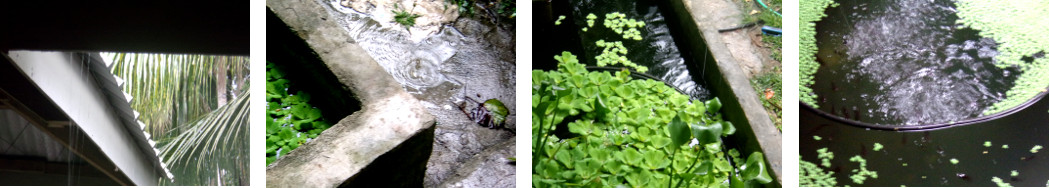 Images of lightnmevening rain in tropical backyard