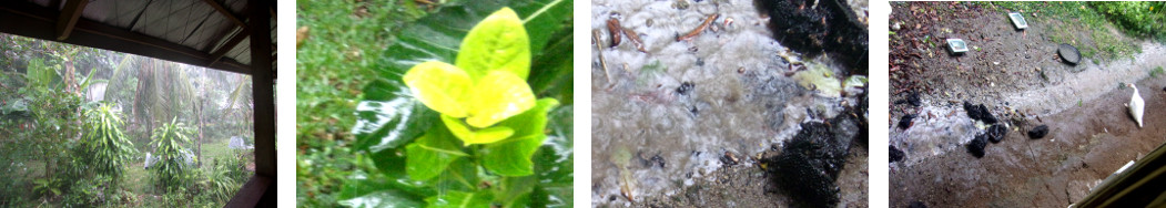 IMages of morning rain in tropical
        backyard