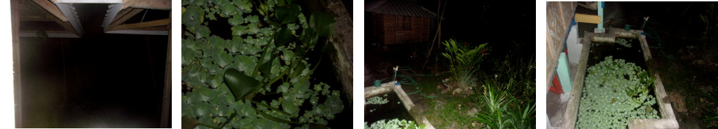 Images of tropical backyard at night during light rain