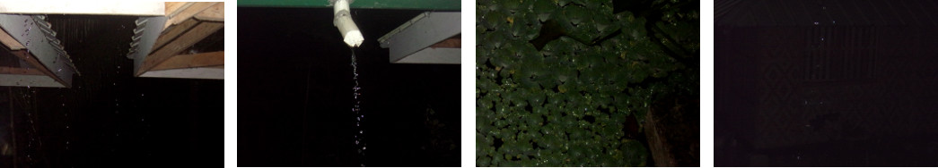 Images of light night rain in tropical backyard