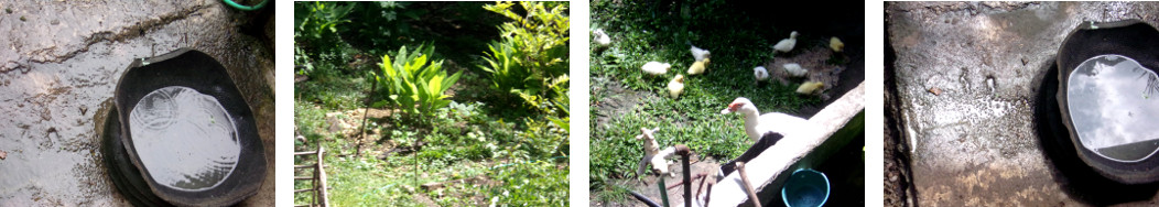 Images of sun after rain in tropical backyard