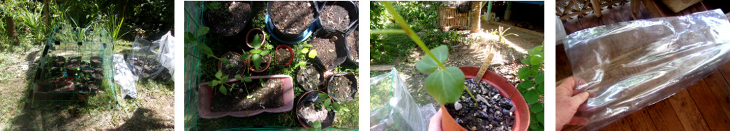 Images of Roselle seedling being planted in tropical
        backyard