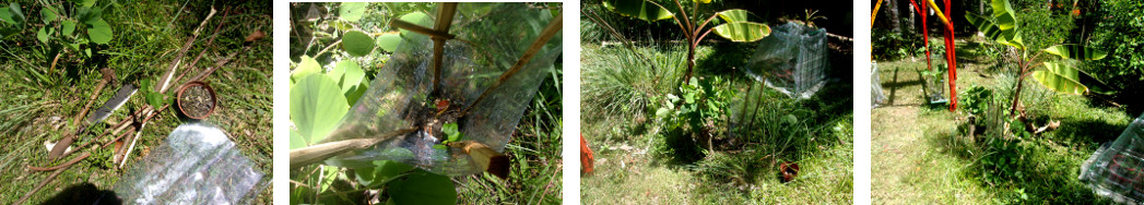 Images of Roselle seedling being transplanted in
        tropical backyard