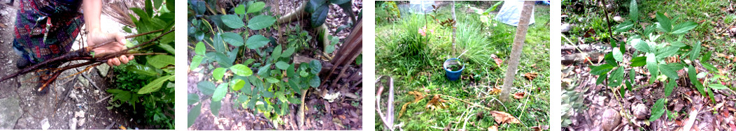 Images of tree seedlings planted in tropical backyard