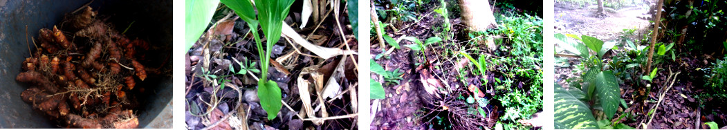 Images of turmeric showing replanted
        shoots and collected roots