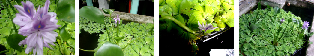 Images of water lilies blooming in
        tropical backyard pond