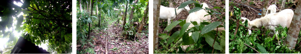Images of tropical backyard trees
        trimmed and fed to goats
