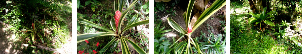 IMages of Bromeliads in bloom in
        tropical backyard