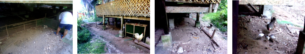Images of chick pen under tropical
        house being demolished