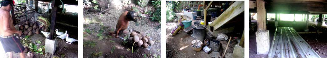 Images of mess under tropical house
        being cleaned up