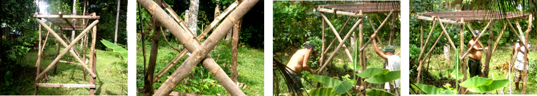 Images of tropial vine climbing frame
        being remodeled