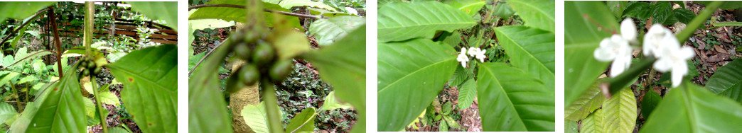 IMags of tropical backyard coffee bush
        flowering and fruiting