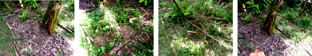 Images of tropical garden patches
        being cleared for planting