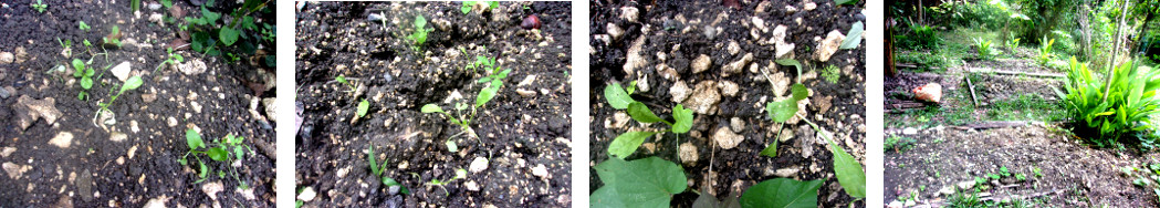 Images of seedlings growing in
        tropical garden patches