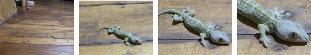 Images of ghecko fallen from ceiling in tropical home