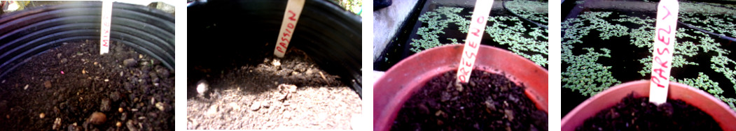 Images of seeds in pots in tropical
        backyard mini-greenhouse