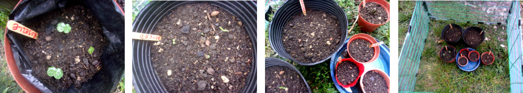 Images of seedlings starting to sprout
        in tropical backyard mini-greenhouse