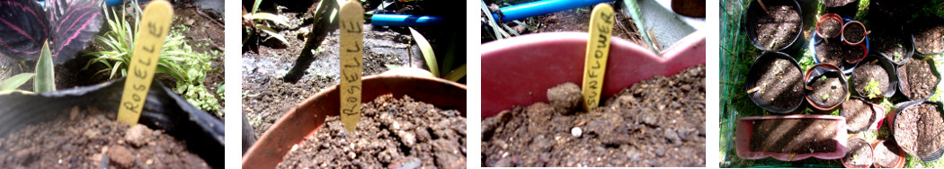 Images of seeds sown in pots in tropical backyard
        mini-greenhouse