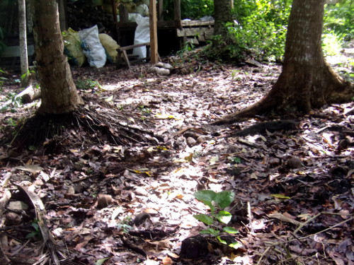 Image of sunlight in Tropical
        Backyard