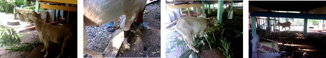 Images of wounded goad with bandage on
        leg tethered under tropical house