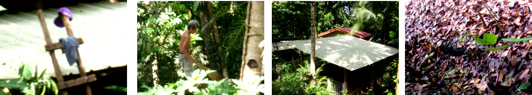 Images of tropical pig pens roofs
        being cleared of leavws