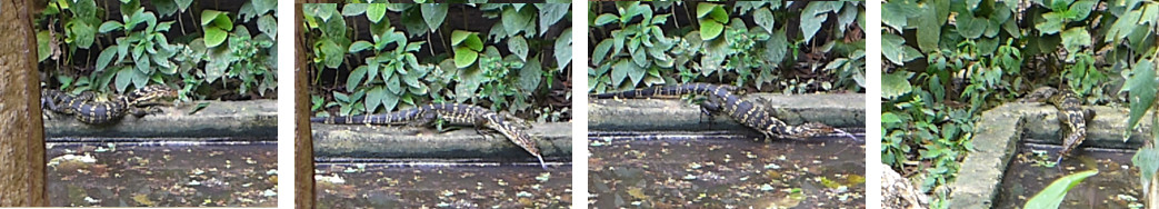 Images of monitor lizard visiting tropical backyard duck
        pond