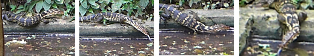 Images of monitor lizard visiting tropical backyard duck
        pond